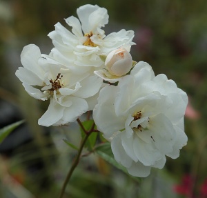 Rosa 'Katharina Zeimet'