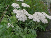 Achillea grandifolia