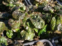 Ajuga reptans 'Minicrisp'