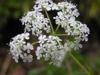 Anthriscus sylvestris 'Going For Gold'