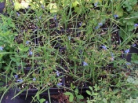 Commelina dianthifolia 'Sapphirino'