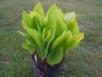 Convallaria majalis 'Golden Jubilee'