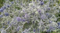 Eryngium tripartitum