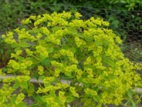 Euphorbia ceratocarpa