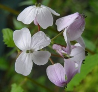 Lunaria rediviva