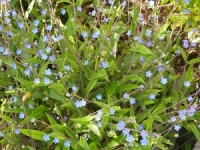 Omphalodes nitida