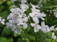 Pachyphragma macrophyllum