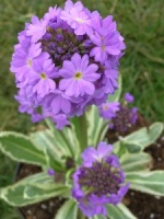 Primula denticulata 'Karryann'