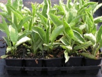 Pulmonaria 'Gavin Compton'