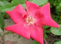 Rosa x odorata 'Crimson Bengal'