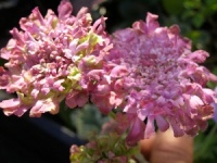 Scabiosa 'Miss Havisham'