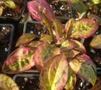 Silene dioica 'Trematon'
