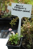Bellis perennis 'Dresden China'