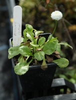 Bellis perennis 'Miss Mason'