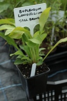 Bupleurum longifolium, tall bronze