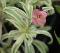 Erysimum 'Stars and Stripes