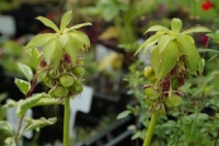 Eucomis bicolor