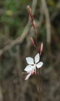 Gaura lindheimeri 'Whirling Butterflies'