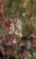 Linaria 'Peachy'