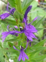 Lobelia sessilifolia