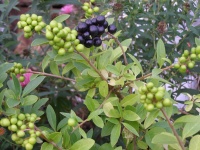 Ligustrum vulgare var. chlorocarpum