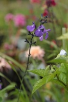 Salvia 'Nachtvlinder'