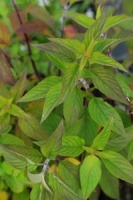 Salvia rutilans 'Scarlet Pineapple'