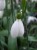 Galanthus plicatus subsp byzantinus 'Bryan Hewitt'
