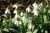 Galanthus plicatus subsp byzantinus 'Celadon'