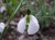 Galanthus plicatus subsp byzantinus 'Diggory'