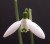 Galanthus 'Gruner Nebel'