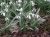 Galanthus 'Longstowe'