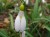 Galanthus plicatus subsp plicatus 'Madelaine'