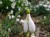 Galanthus plicatus subsp plicatus 'Madelaine'