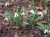 Galanthus plicatus subsp plicatus 'Sarah Dumont'