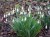 Galanthus plicatus subsp plicatus 'Sarah Dumont'