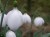 Galanthus plicatus subsp byzantinus 'E A Bowles'