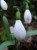 Galanthus 'Must Have'