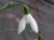Galanthus nivalis 'Hocus Pocus'