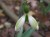 Galanthus plicatus subsp byzantinus 'Joe Sharman'