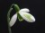 Galanthus plicatus subsp byzantinus 'Joe Sharman'