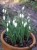 Galanthus nivalis 'Llo 'n' Green'