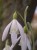 Galanthus nivalis 'Norfolk Blonde'