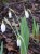 Galanthus nivalis 'Norfolk Blonde'
