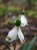 Galanthus plicatus subsp byzantinus 'Percy Picton'