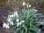 Galanthus plicatus subsp byzantinus 'Percy Picton'
