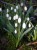 Galanthus plicatus subsp byzantinus 'Richard Blakeway Phillips'