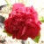 Rosa x odorata 'Semperflorens' Syn. Miss Wilmott's double crimson china