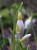 Galanthus plicatus subsp plicatus 'Wendy's Gold'
