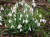 Galanthus plicatus subsp plicatus 'Wendy's Gold'